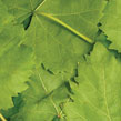 Vine Leaves