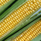 Corn Products Corn Products